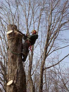 Jobs in Mountain Tree Care - reviews